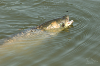 Amur bílý (Ctenopharyngodon idella)