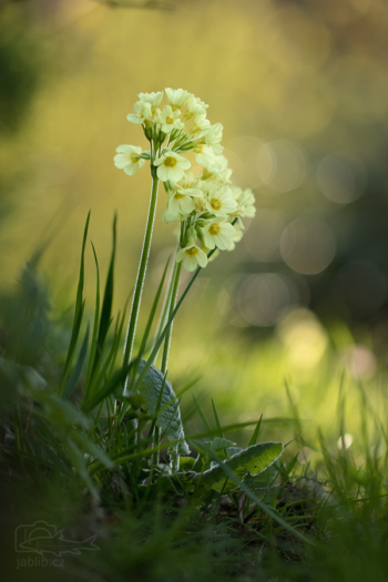 Prvosenka jarní - petrklíč (Primula veris)