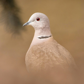 Hrdlička zahradní (Streptopelia decaocto)