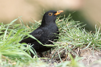 Kos černý (Turdus merula)