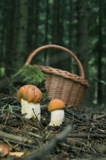 Křemenáč osikový (Leccinum rufum)