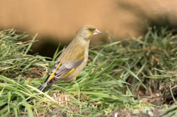 Zvonek zelený (Carduelis chloris)