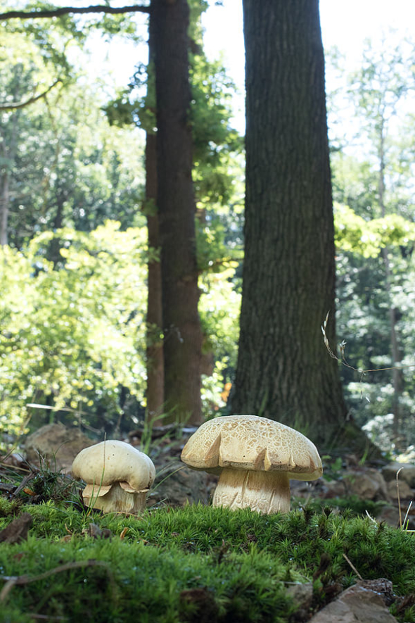 Hřib dubový (Boletus reticulatus)