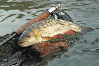 Jelec tloušť (Leuciscus cephalus)