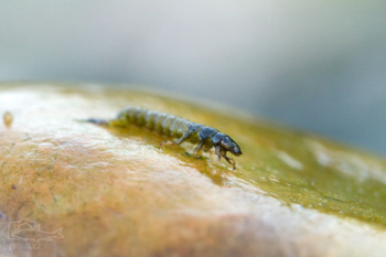 Chrostík larva - hydropsyche