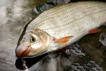 Ostroretka stěhovavá ( Chondrostoma nasus )