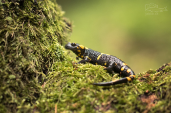 Mlok skvrnitý (Salamandra salamandra)