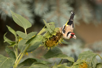 Stehlík obecný (Carduelis carduelis)