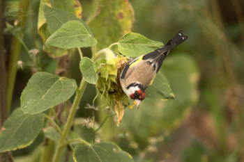 Stehlík obecný (Carduelis carduelis)