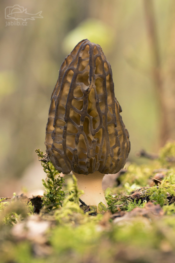 Smrž kuželovitý (Morchella conica)