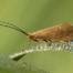 Chrostík (Trichoptera), imago
