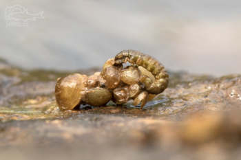 Chrostík (Trichoptera), larva