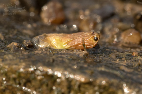 Chrostík (Trichoptera), pupa