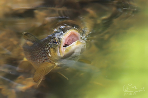 Pstruh obecný (Salmo trutta)