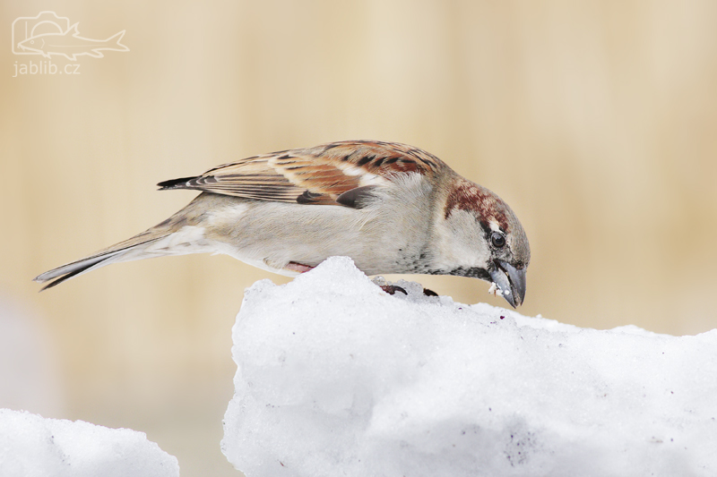 Vrabec domácí – focení na sněhu